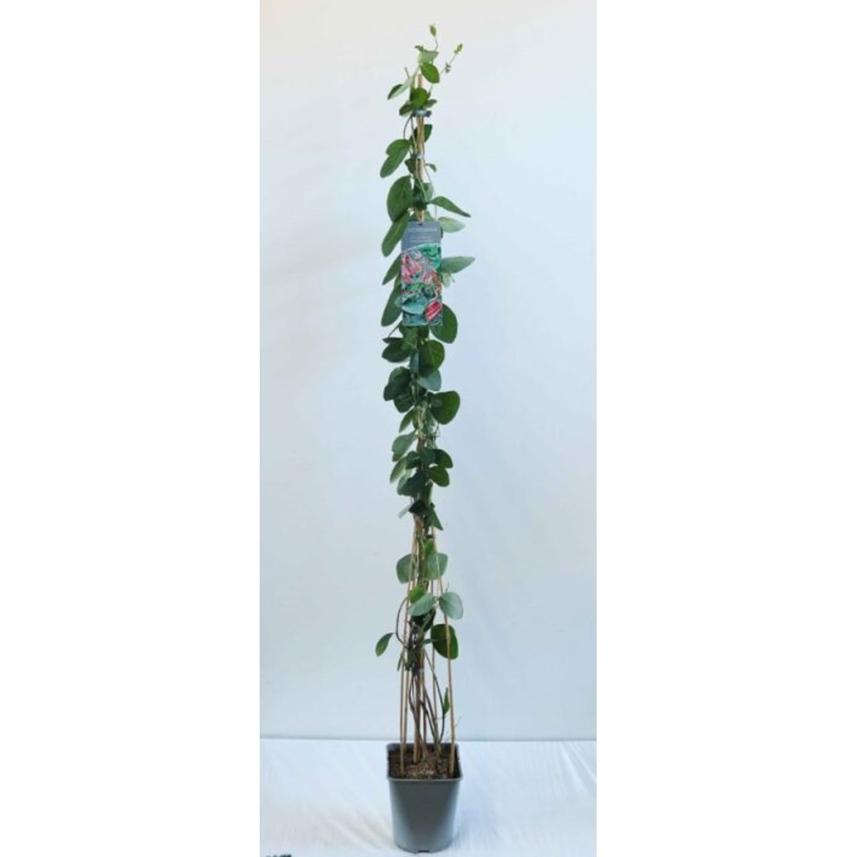 Kaprifol – Lonicera brownii 'Dropmore Scarlet' - C5 125-175 CM Stick